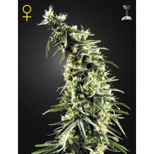 Green House Seeds Hawaiian Snow