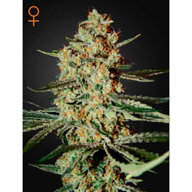 Green House Seeds Himalaya Gold
