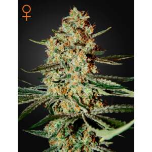 Green House Seeds Himalaya Gold
