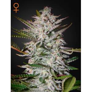 Green House Seeds Holy Punch