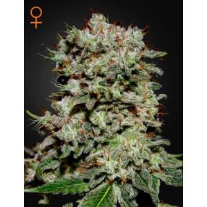 Green House Seeds Kalashnikova