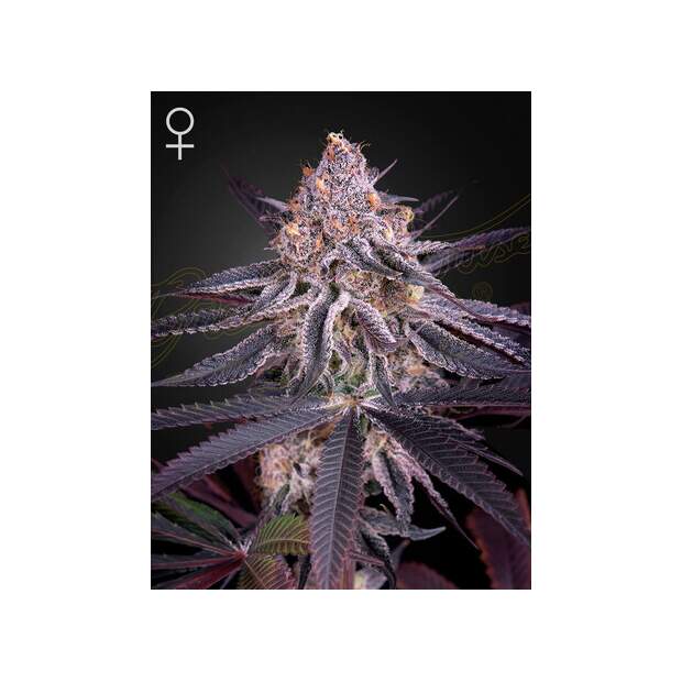 Green House Seeds Kings Juice
