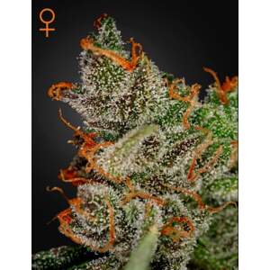 Green House Seeds Kings Kush