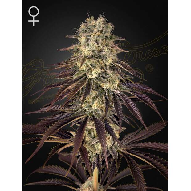 Green House Seeds Kongs Krush
