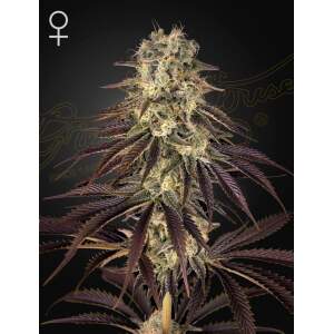 Green House Seeds Kongs Krush