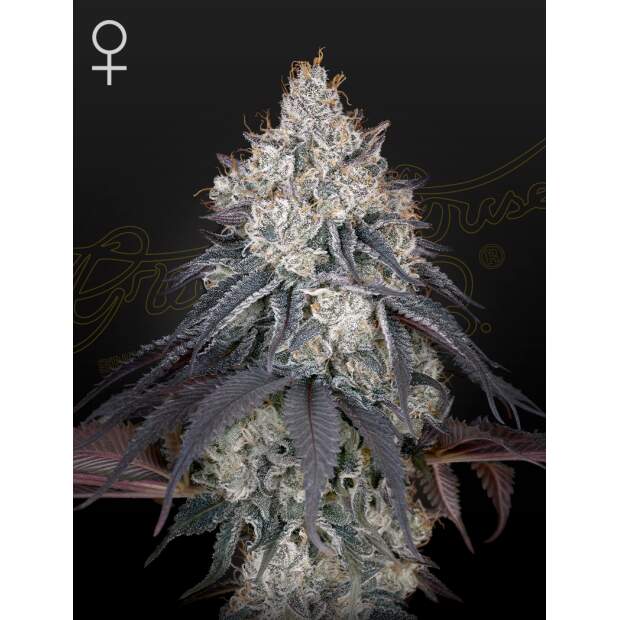 Green House Seeds Lemon Orange