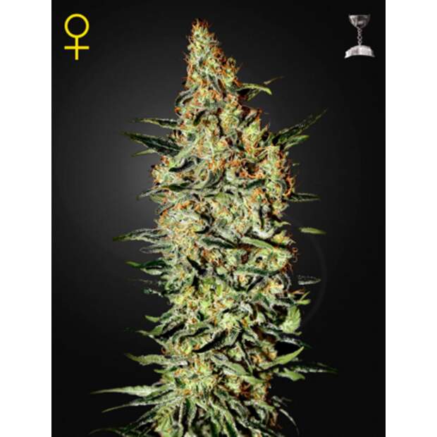 Green House Seeds NL5 Haze Mist