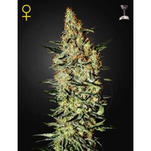 Green House Seeds NL5 Haze Mist
