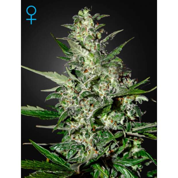 Green House Seeds Super Critical Auto