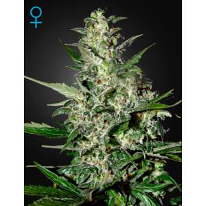 Green House Seeds Super Critical Auto