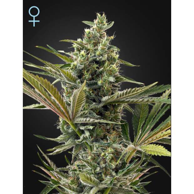 Green House Seeds Super Lemon Haze Auto CBD