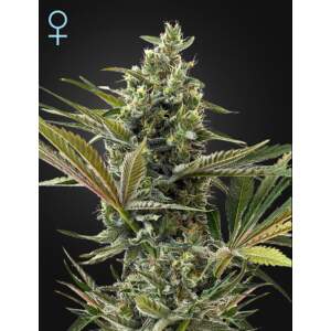 Green House Seeds Super Lemon Haze Auto CBD