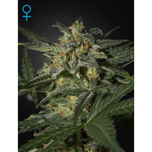 Green House Seeds White Widow Auto