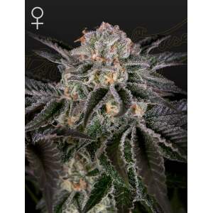 Green House Seeds Wonder Pie