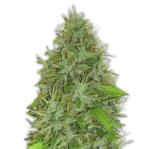 Heavyweight Seeds 2 Fast 2 Vast Auto