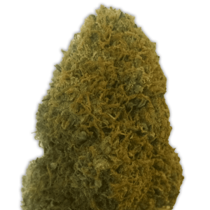 Heavyweight Seeds Champions