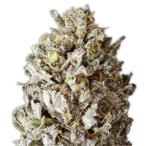 Heavyweight Seeds Diesel Drift