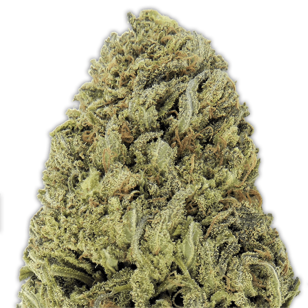 Heavyweight Seeds Fast & Vast Auto