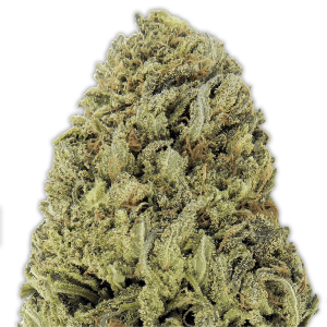 Heavyweight Seeds Fast & Vast Auto