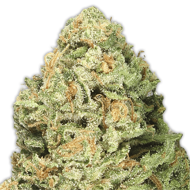 Heavyweight Seeds Fruit Punch