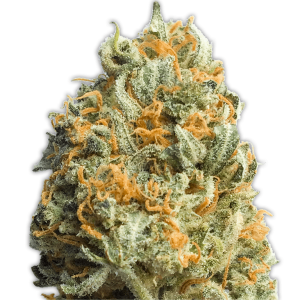 Heavyweight Seeds Fully Loaded Auto