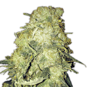 Heavyweight Seeds Gold Mine