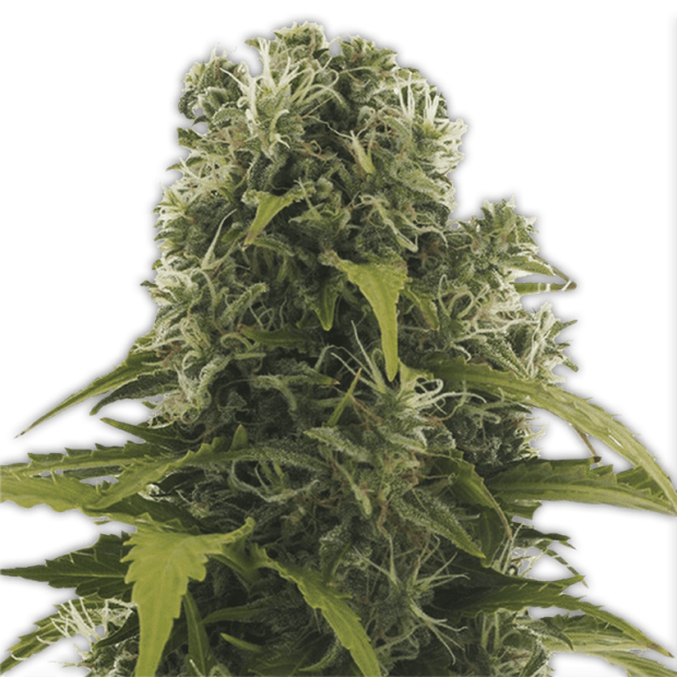 Heavyweight Seeds High Density Auto