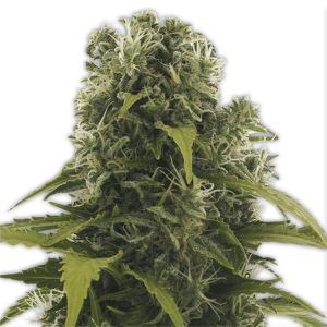 Heavyweight Seeds High Density Auto