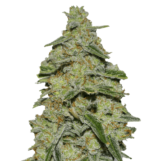 Heavyweight Seeds Lemon Cake