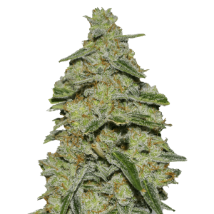 Heavyweight Seeds Lemon Cake