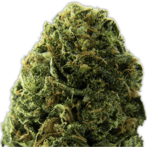 Heavyweight Seeds Massive Midget Auto
