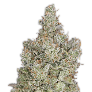 Heavyweight Seeds Total Paralysis