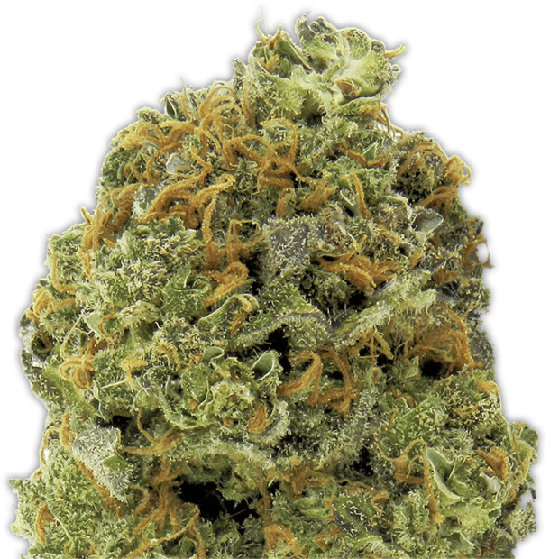 Heavyweight Seeds Wipeout Express Auto
