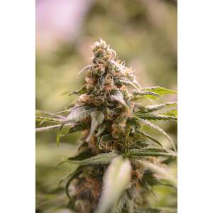 House Of The Great Gardene GG#1