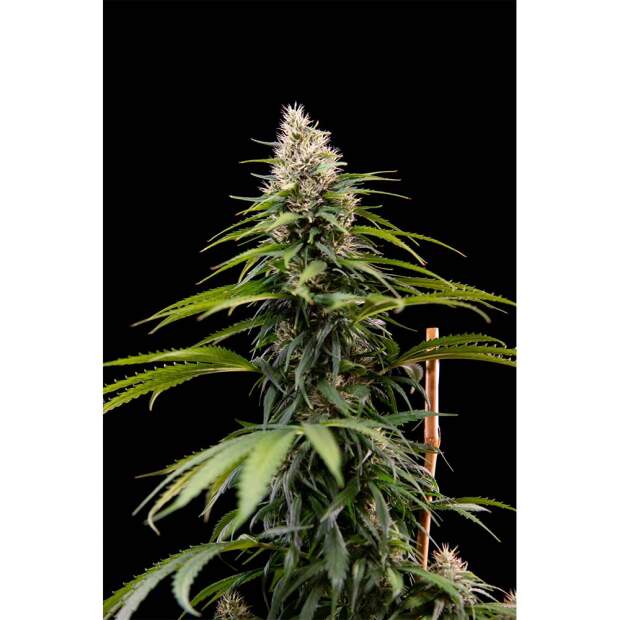 House Of The Great Gardene Jack Herer