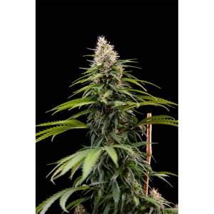 House Of The Great Gardene Jack Herer