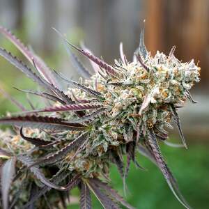 Humboldt Seeds Ice Cream Cake Fast Flowering
