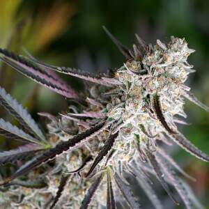 Humboldt Seeds Peanut Butter Breath Fast Flowering