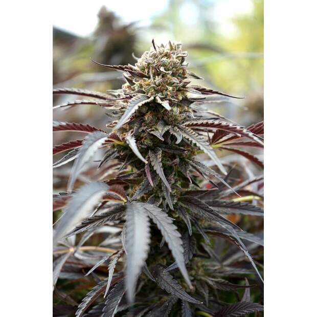 Humboldt Seeds White Runtz Fast Flowering