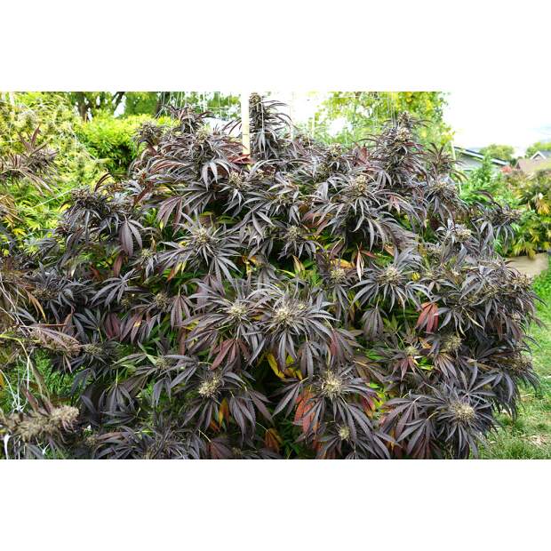 Humboldt Seeds White Runtz Fast Flowering