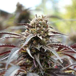 Humboldt Seeds White Runtz Fast Flowering