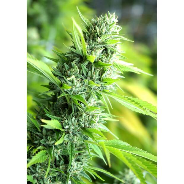 Humboldt Seeds Banana Sapphire