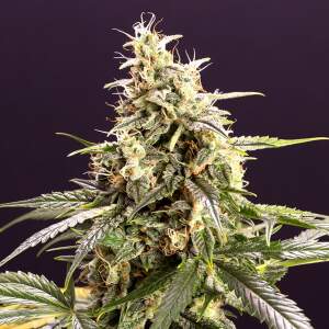 Humboldt Seeds Chem-Bomb Auto