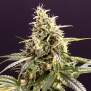 Humboldt Seeds Chem-Bomb Auto