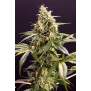 Humboldt Seeds Chem-Bomb Auto