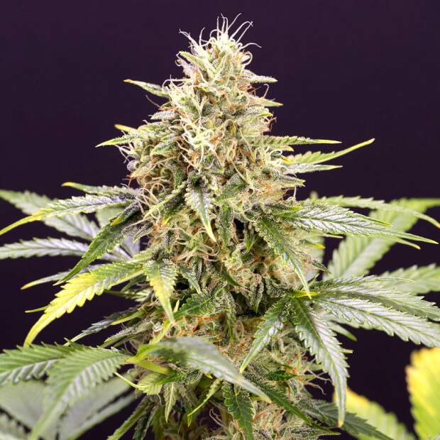 Humboldt Seeds Chocolate Mint OG Auto