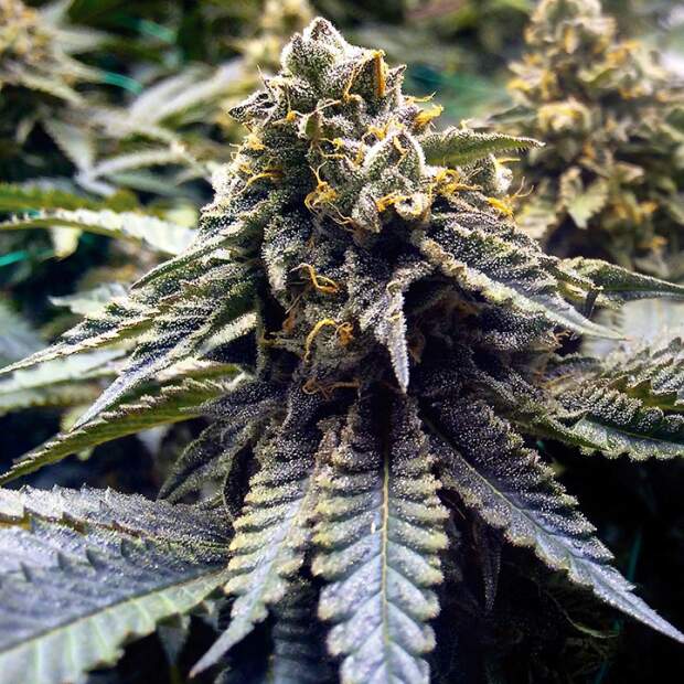 Humboldt Seeds Chocolate Mint OG Auto