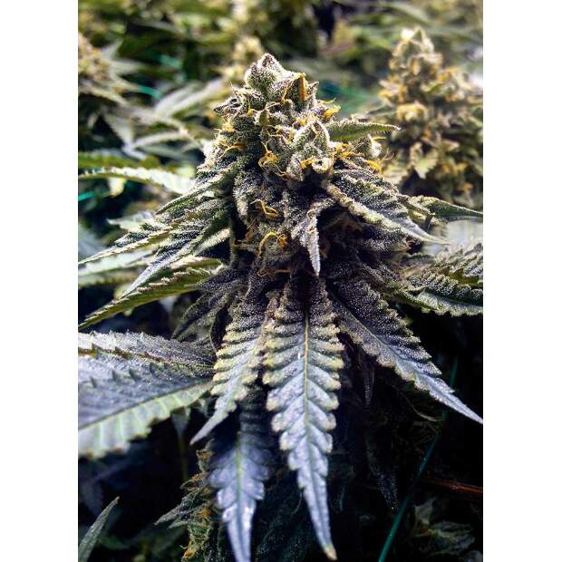 Humboldt Seeds Chocolate Mint OG Auto