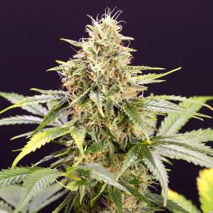 Humboldt Seeds Chocolate Mint OG Auto