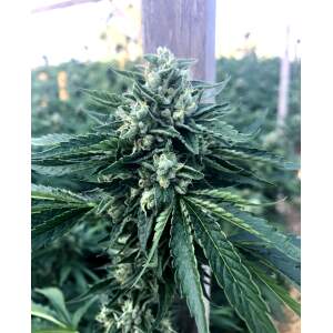 Humboldt Seeds Cinnamon Buddha OG